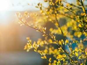 Фото із мережі Інтернет