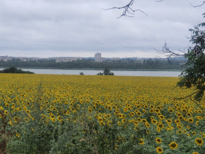 Унікальна операція, національний рекорд та загибель у ДТП вагітної: дайджест новин тижня krivbass.city