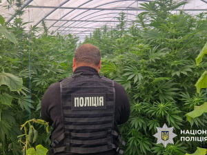 «Огірки» з сюрпризом: на Дніпропетровщині поліцейські розкрили теплицю з коноплями на 7 мільйонів