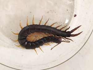 Фото спільноти "Природа Криворіжжя"