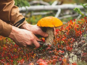 Фото із мережі Інтернет