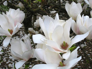 Фото із мережі Інтернет