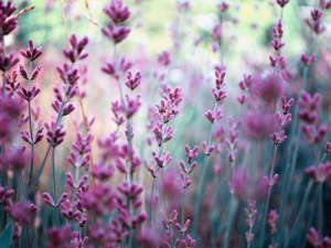 Не варто розповідати свої сни та залишати посуд на ніч: прикмети та традиції 7 червня