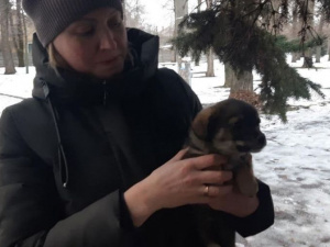 У Довгинцівському районі собака впала в колодязь