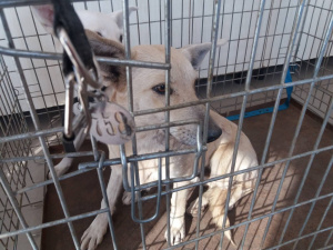 У Кривому Розі продовжують відлов безпритульних собак