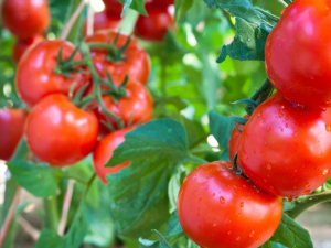 Щоб помідори були як мед: чим підживити томати в липні - фото з відкритих джерел