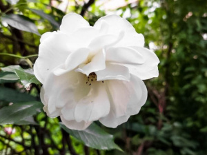 Як пройшов тиждень у Кривому Розі та Україні: дайджест новин