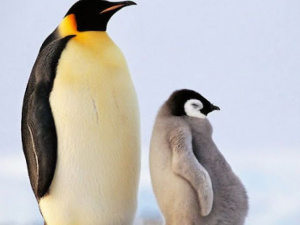 Фото із мережі Інтернет