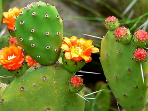 Як змусити кактуси квітнути: прості лайфхаки