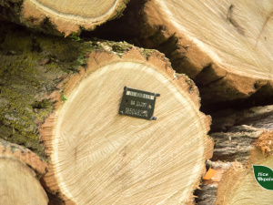 Фото пресслужби Східного лісового офісу