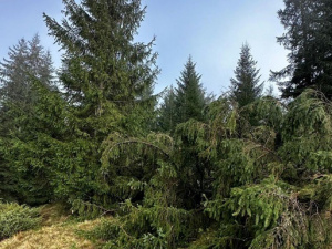 Фото з відкритих джерел