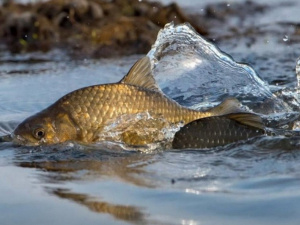 Нерестова заборона, фото ілюстративне