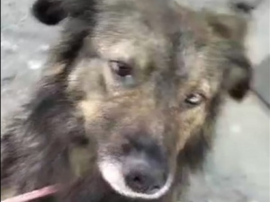 Фото: Наталя Піскун