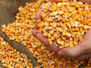 Фермери Дніпропетровщині можуть отримати насіння безкоштовно: як це зробити