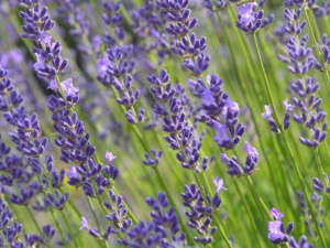 Фото із офіційної сторінки Криворізького ботанічного саду у соціальній мережі Facebook