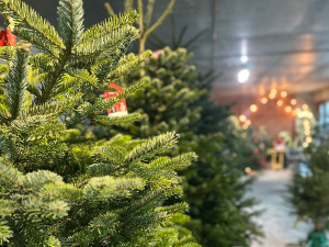 Ялинка після свят: коли прибирати без шкоди для дому - фото з відкритих джерел