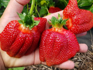 Природний засіб для жінок у період гормональних змін - фото з відкритих джерел