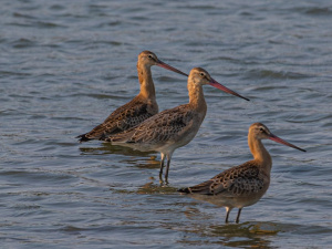 Фото спільнота "Природа Криворіжжя"