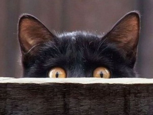 Фото із мережі Інтернет