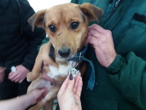 У Кривому Розі продовжують заходи зі стерилізації безпритульних тварин