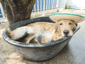 Як допомогти своїм вихованцям пережити літню спеку – поради