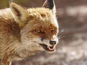 Фото з відкритих джерел