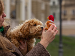 Не всі іграшки для домашніх улюбленців безпечні - фото з відкритих джерел