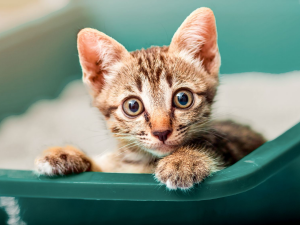 Фото з відкритих джерел 