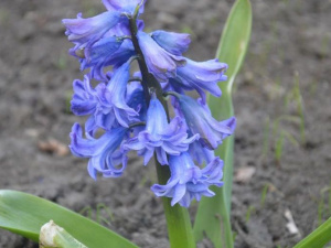 Фото: Криворізький ботанічний сад