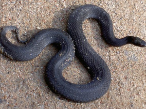 Фото з відкритих джерел