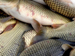 Майже за три місяці на водоймах Дніпропетровщини затримали понад 300 браконьєрів