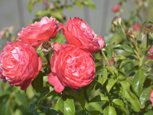 Фото Криворізького ботанічного саду