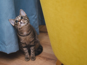 1 березня Міжнародний день котів: кого ще привітати із професійним святом та іменинами