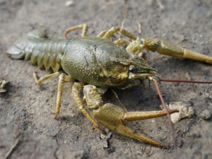 З 20 серпня у Дніпропетровській області заборонять ловити раків