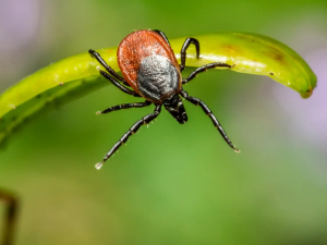 Кліщі, фото з відкритих джерел 