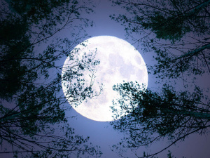 Фото з відкритих джерел  