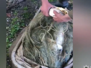 Незаконний вилов риби: на Дніпропетровщині затримали двох браконьєрів