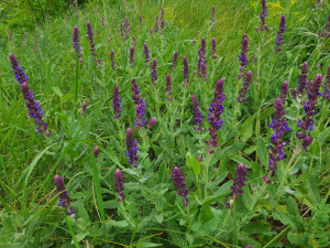 Фото редакції krivbass.city