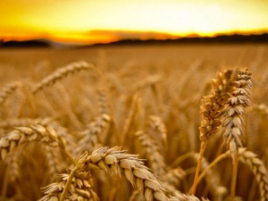 Фото из сети Интернет