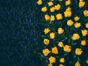 Зображення від wirestock на Freepik