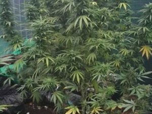 Фото пресс-службы Криворожского отдела полиции