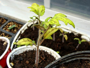У розсади помідорів жовтіє листя: що треба робити