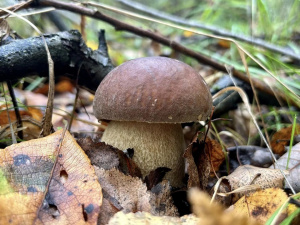 Пізні гриби: які види ростуть у листопаді - фото з відкритих джерел