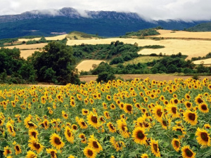 Погода на вікенд - фото ілюстративне з відкритих джерел  