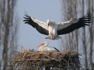 П’ятеро лелеченят і тисячі глядачів - фото з відкритих джерел