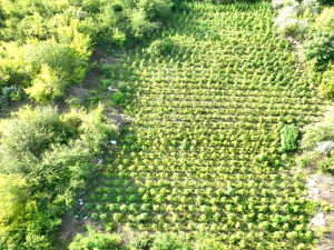У Криворізькому районі поліцейські виявили посів конопель посеред поля: подробиці