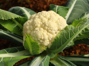 Як виростити гарну цвітну капусту: дієві прості поради