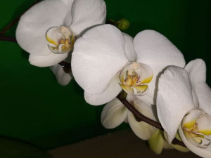 Фото редакції krivbass.city 