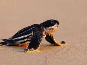 Фото з сайту компанії The Sun