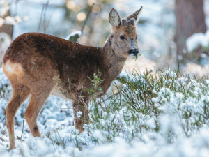 Фото пресслужби Дніпропетровської ОВА